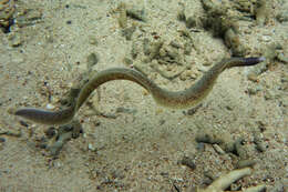 Image of Greyface moray