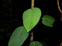 Image of Philodendron popenoei Standl. & Steyerm.