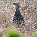 Imagem de Scleroptila afra (Latham 1790)