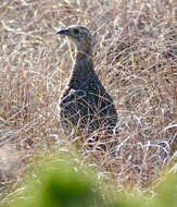 Image of Scleroptila Blyth 1852