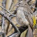 Image of White-throated Canary