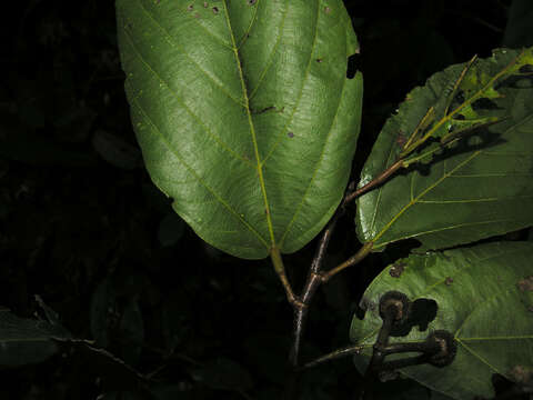 Image of Apeiba membranacea Spruce ex Benth.