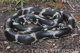 Image of Kingsnakes