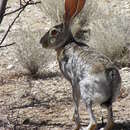 Image of Antelope Jackrabbit