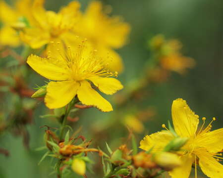 Image of St John's wort