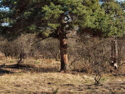 Image of Scotch Pine