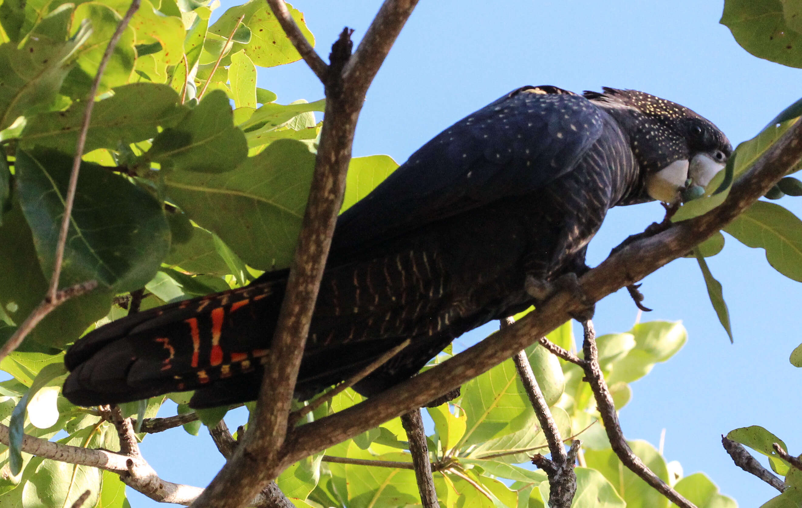 Image of Calyptorhynchus Desmarest 1826