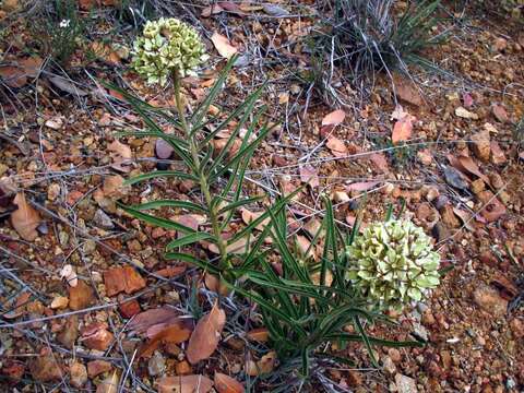 Image of spider milkweed