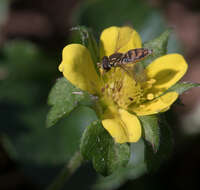 Image of Flower Flies