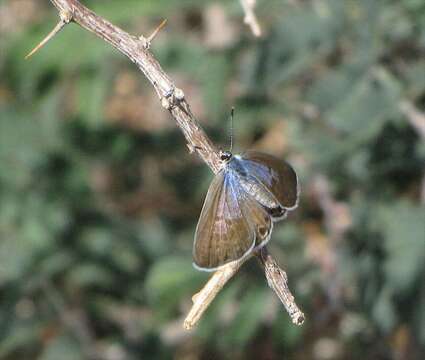 Image of Marine Blue