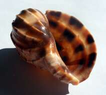 Image of Harpidae