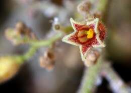 Image of Sterculia striata A. St.-Hil. & Naud.