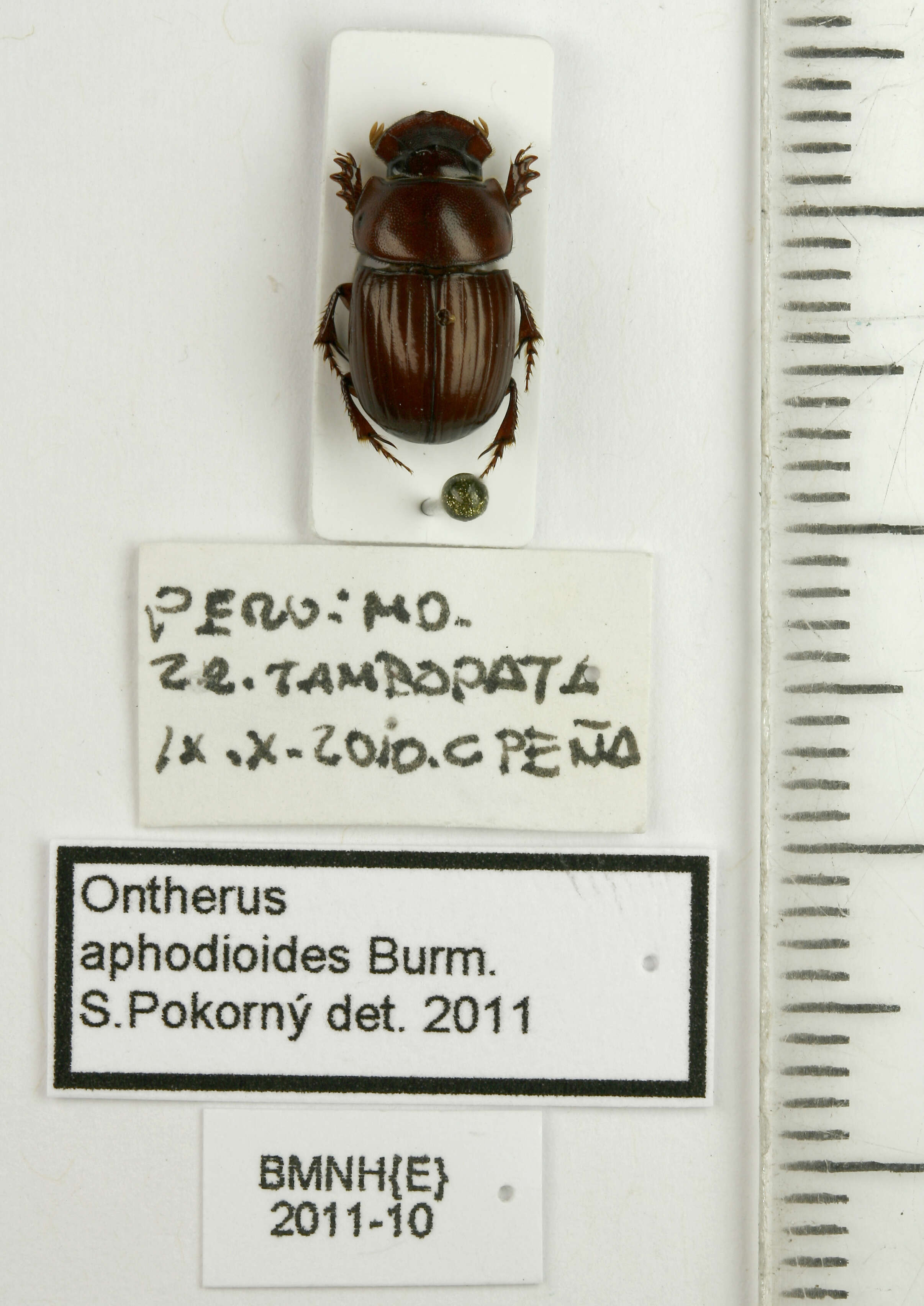 Image of Ontherus