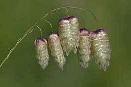 Image of Quaking Grasses