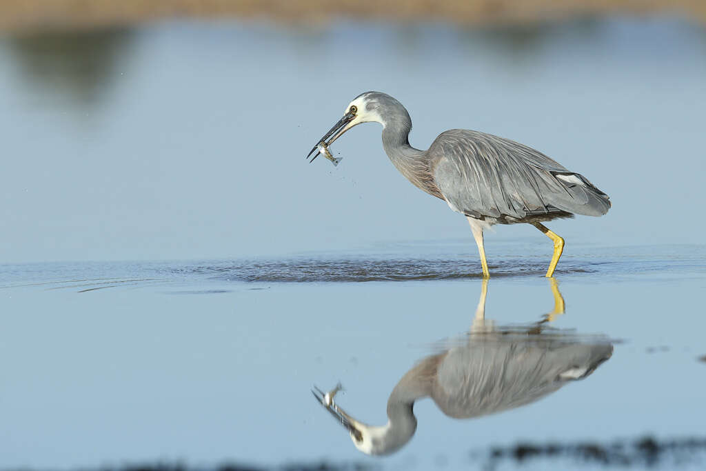 Image of Egretta Forster & T 1817