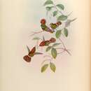 Imagem de Lophornis stictolophus Salvin, Elliot & DG 1873