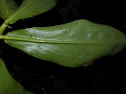 Image of spiral ginger