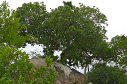 Image of Large-leaved rock fig