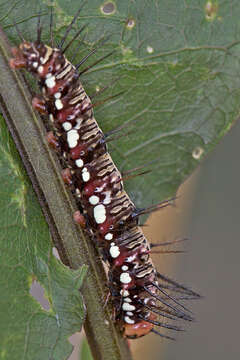 Imagem de Heliconidae