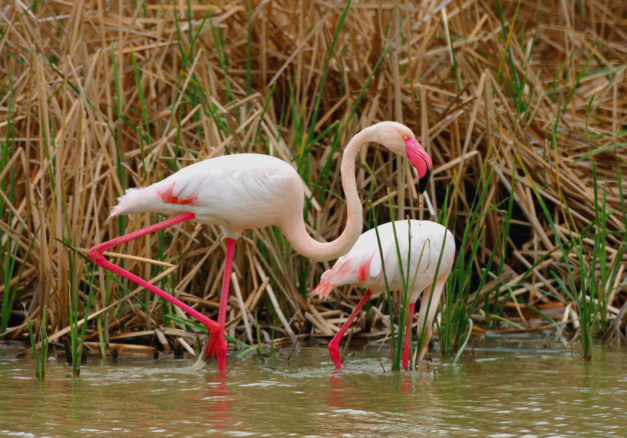 Imagem de Phoenicopterus Linnaeus 1758