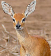 Image of Grysboks, Steenbok