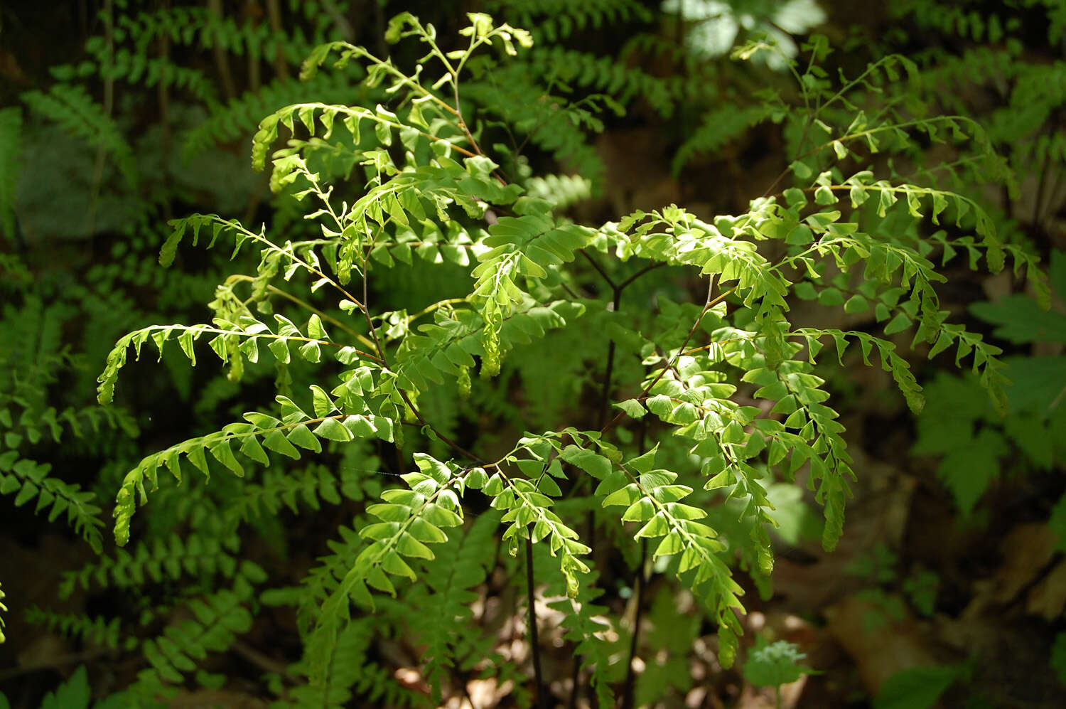 Image of Northern maidenhair fern