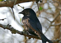 Image of Fork-tailed Drongo