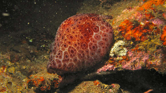 Image of Concentric slug