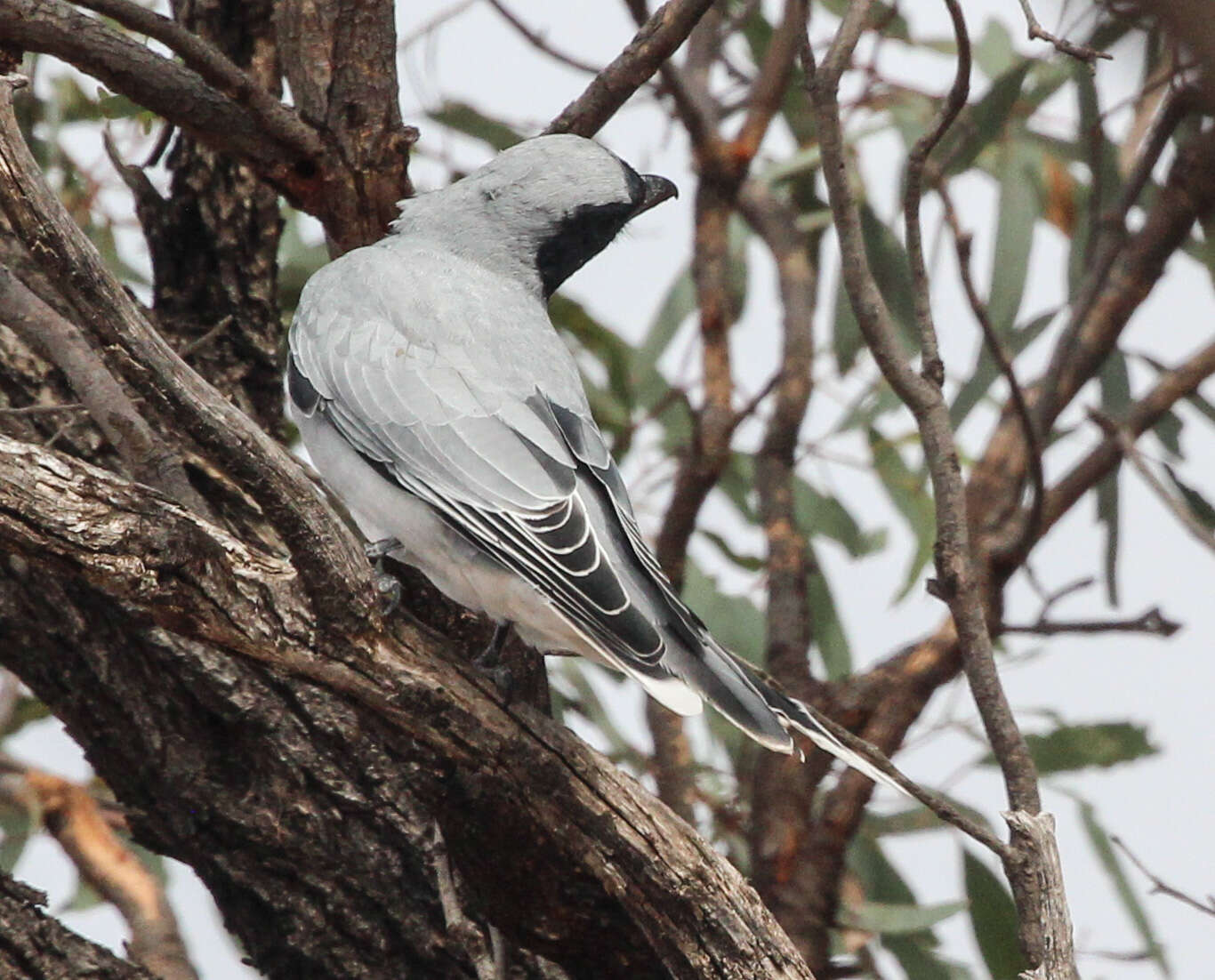 Image of Black-faced Cuckoo-shrike