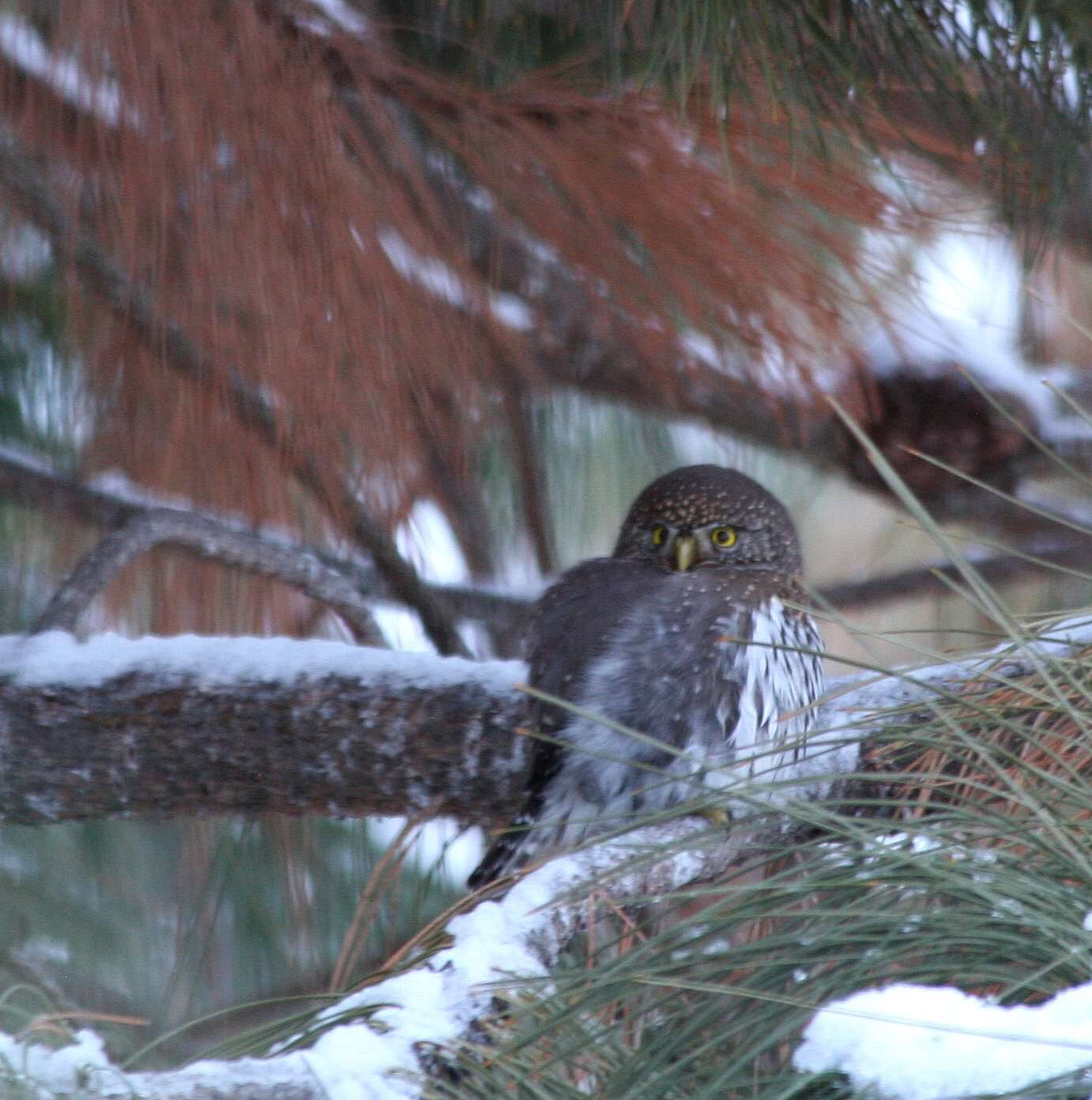 Image of Northern Pygmy Owl