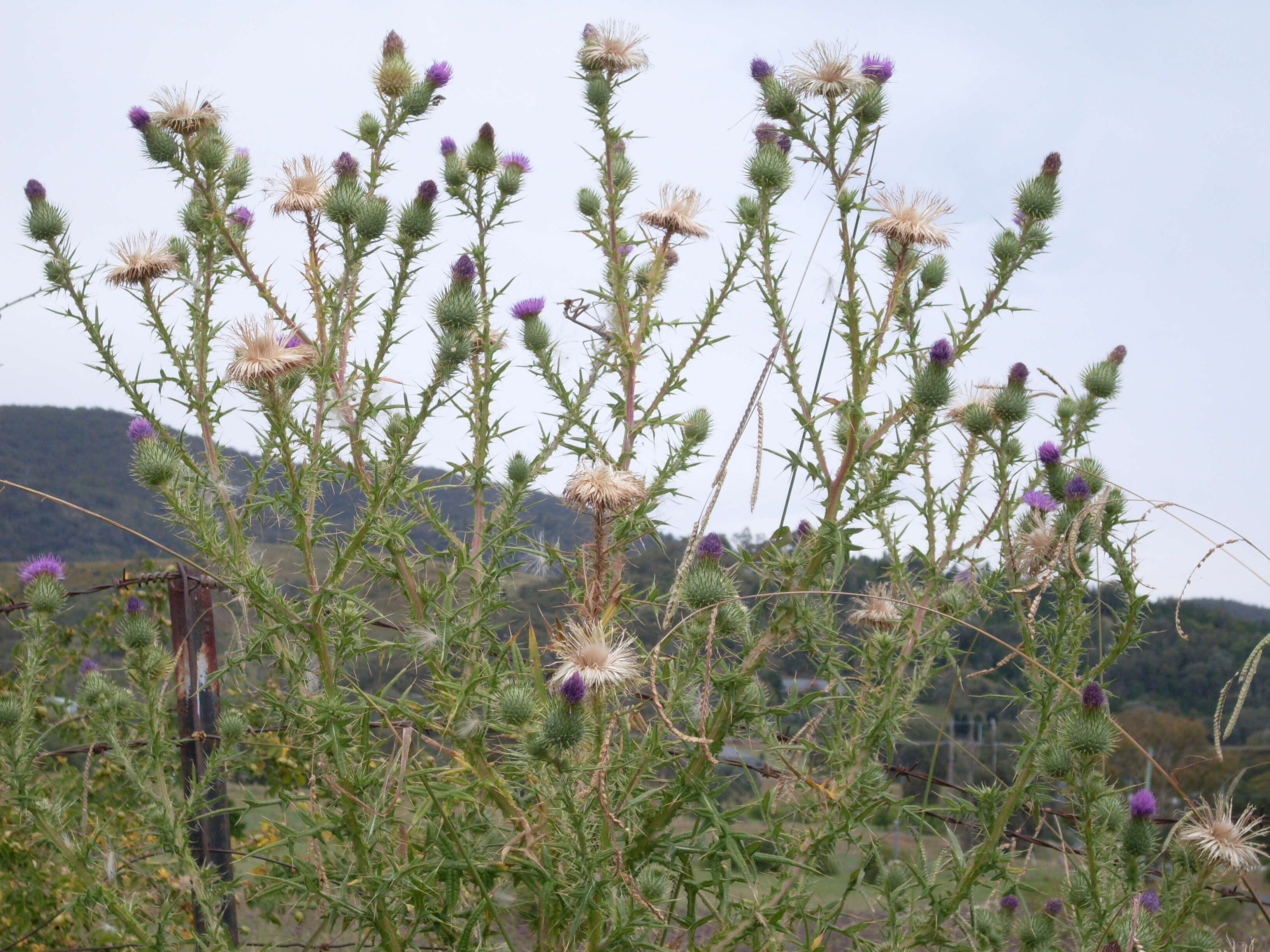 Image of thistle