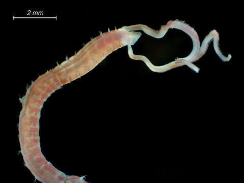 Image of segmented worms