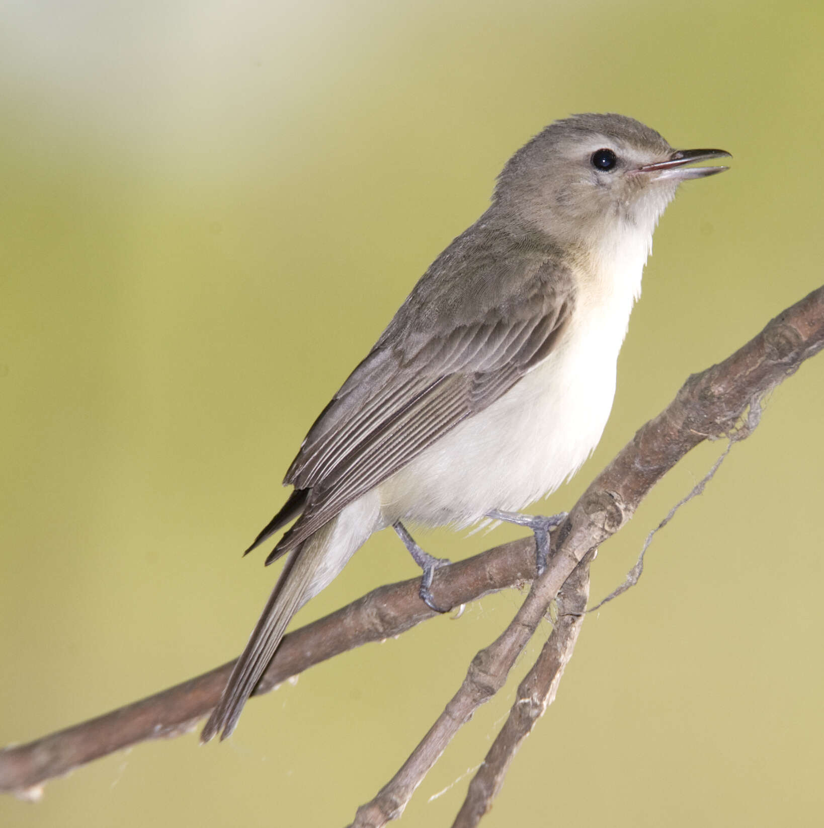 Image of Vireo Vieillot 1808