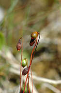 Image of bryum moss