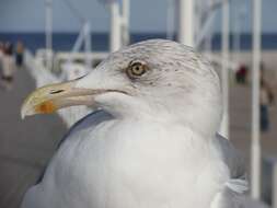 Image of Larus Linnaeus 1758