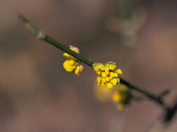 Image of Cornelian cherry dogwood