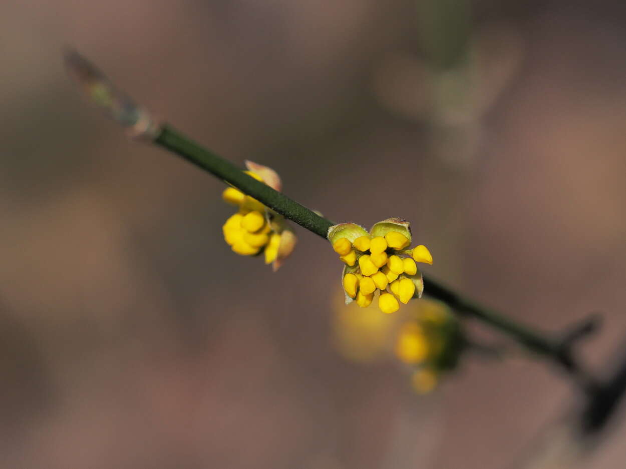 Image of dogwoods