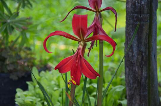 Image of Jacobean Lily