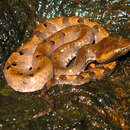 Image of Hump-nosed pit viper