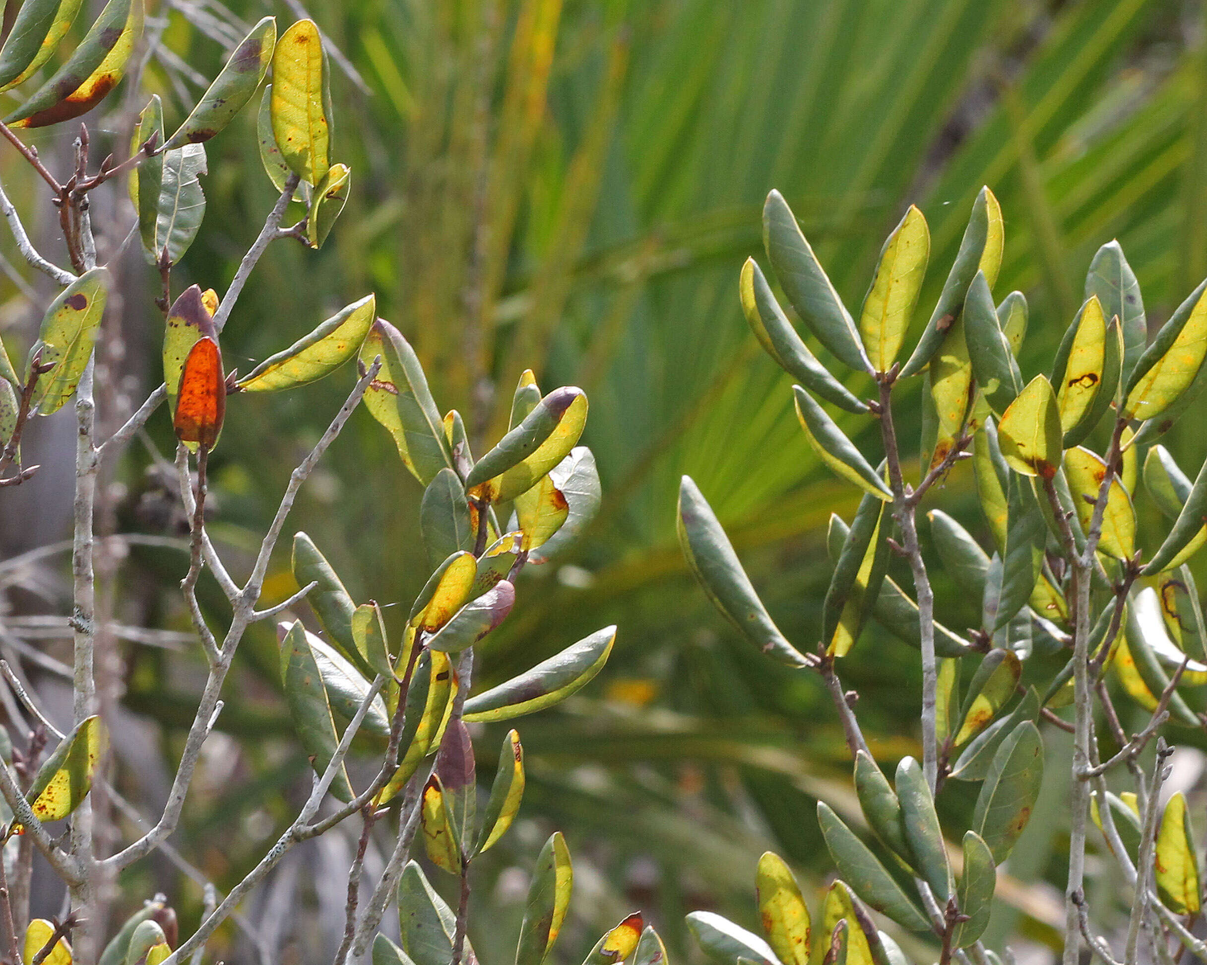 Image of scrub oak