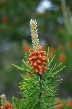 Image of jack pine