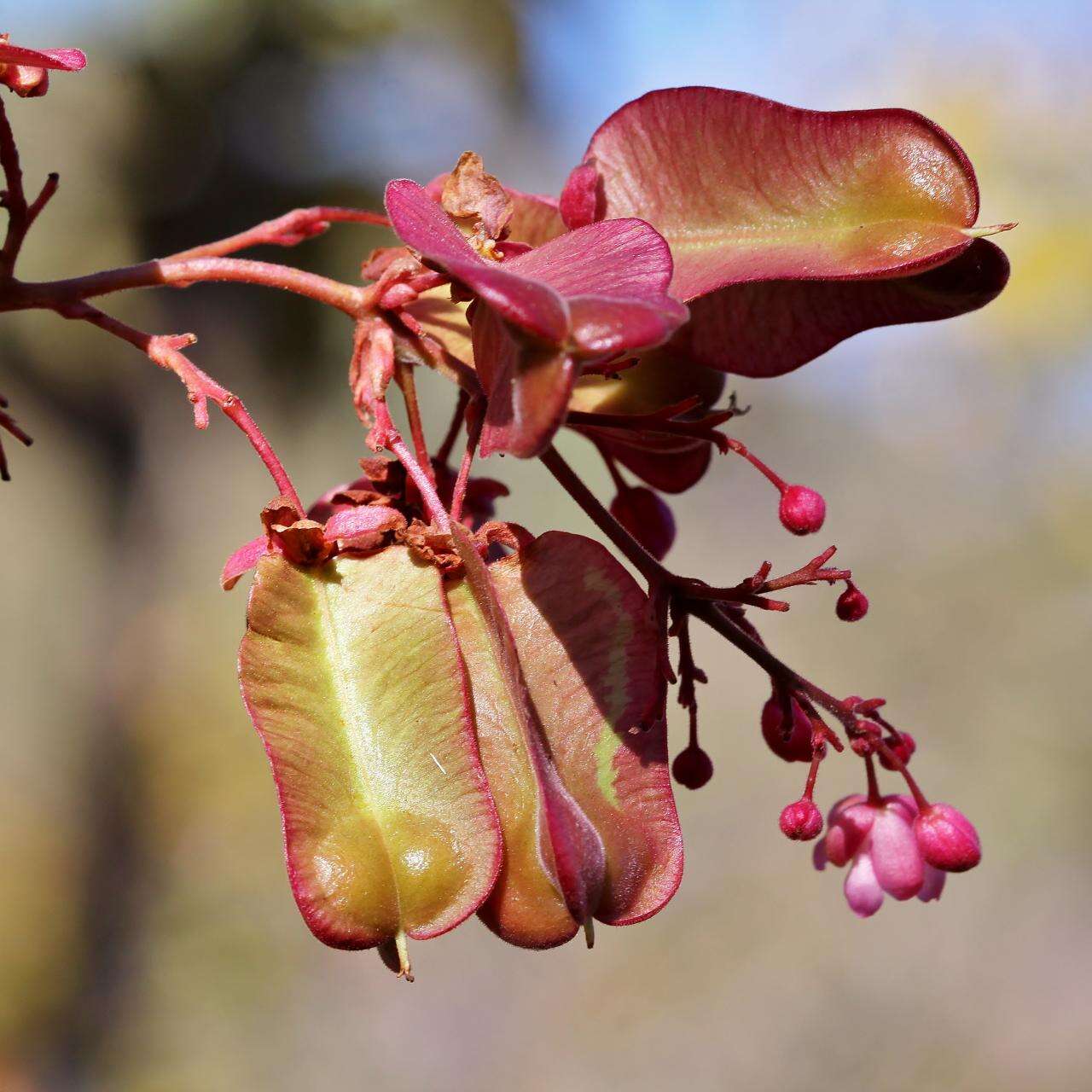 Image de Serjania velutina Cambess.