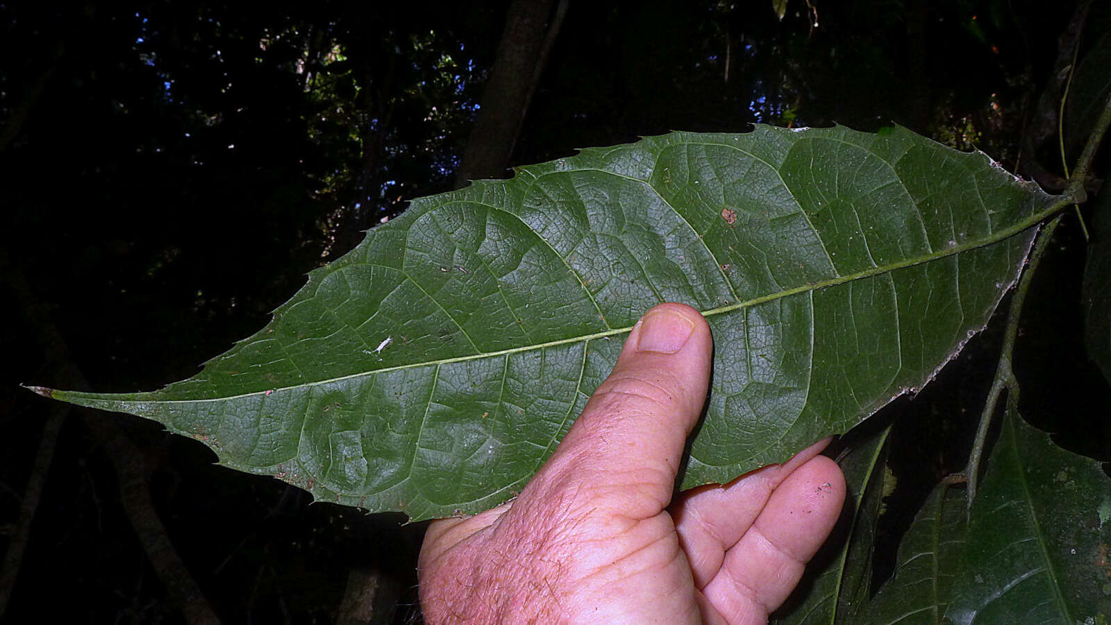 Image of Sorocea longipedicellata A. F. P. Machado, M. D. M. Vianna & Romaniuc