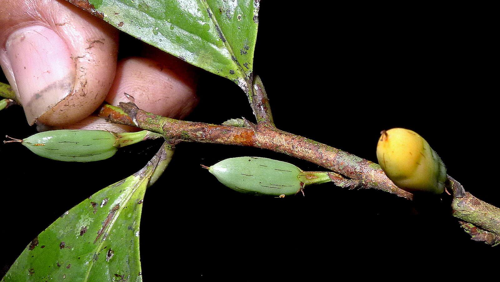 Image of Erythroxylum martii Peyr.