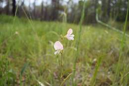 Image of spiked hoarypea