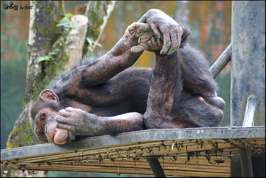 Image of chimpanzee