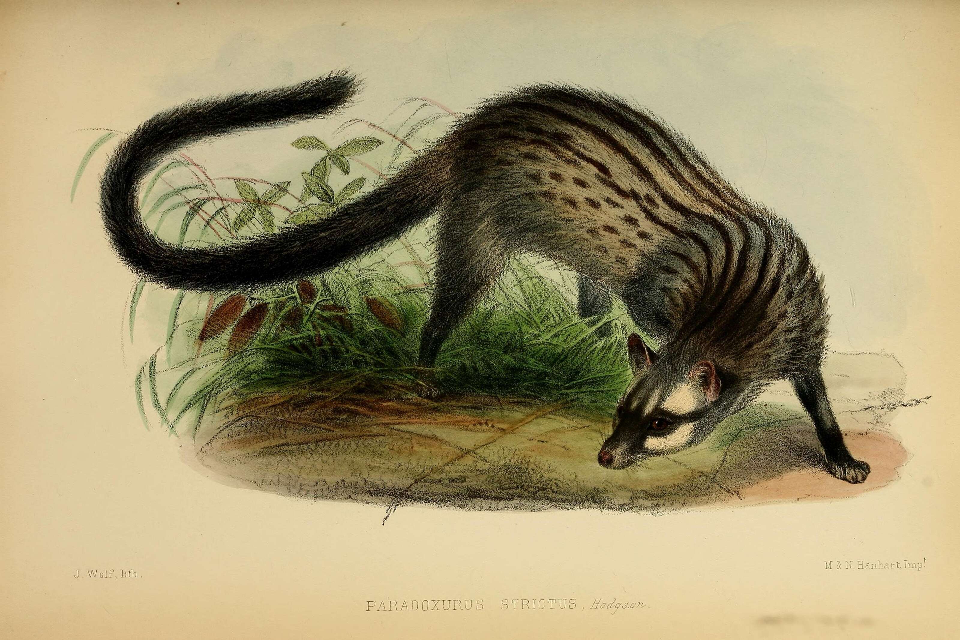 Image of Paradoxurus F. Cuvier 1821