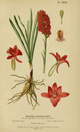 Image of Rein Orchids