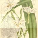 Image of Lord Howe wedding lily