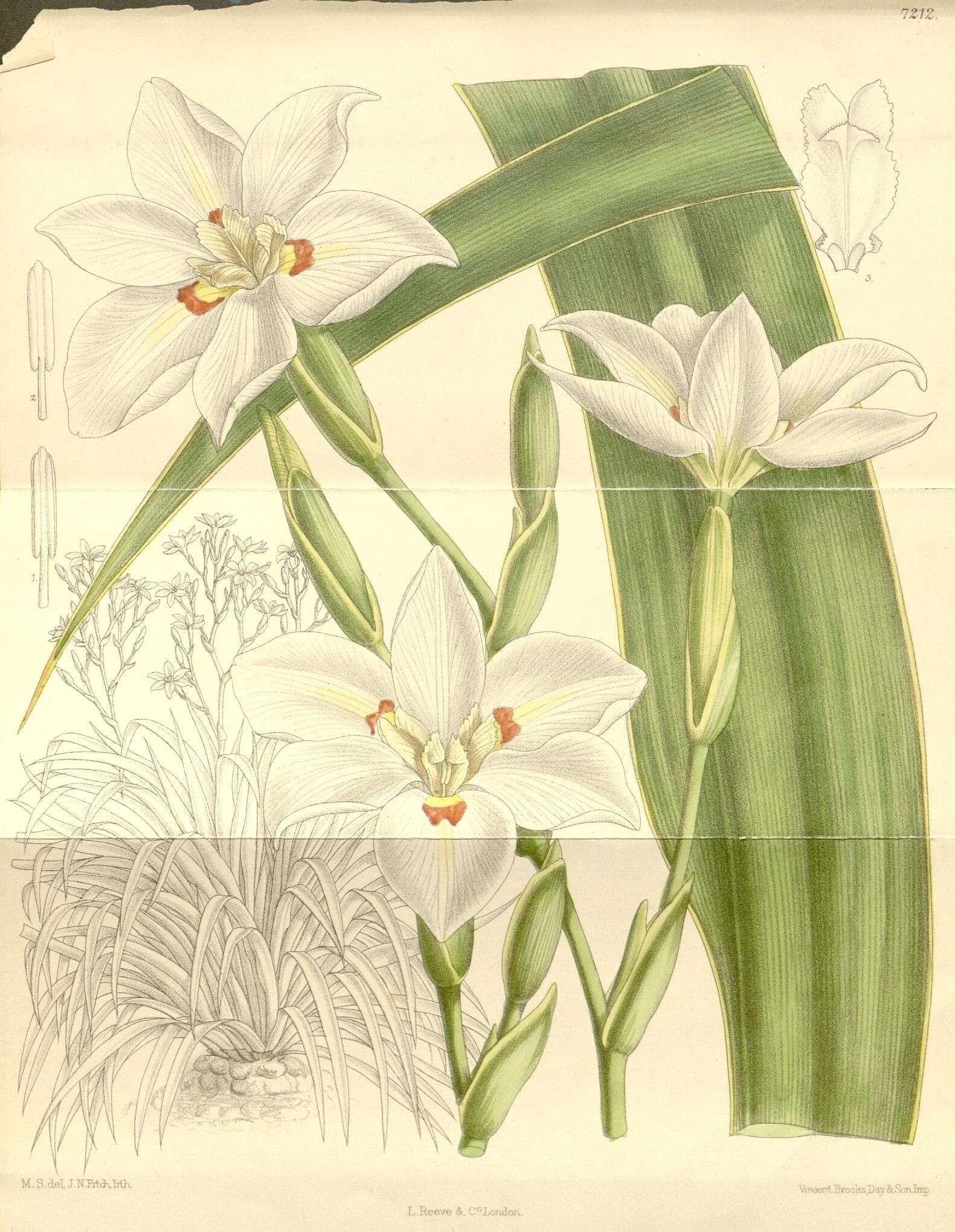 Image of African irises